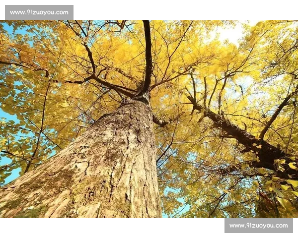 秋楠树的生态价值与文化象征:探索这一古老植物在现代生活中的多重意义 秋楠树的生态价值与文化象征:探索这一古老植物在现代生活中的多重意义