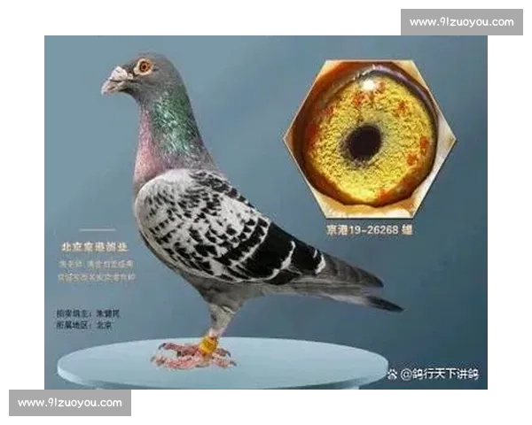 鸽赛风云再起：亿级奖金背后是荣耀还是赌博？